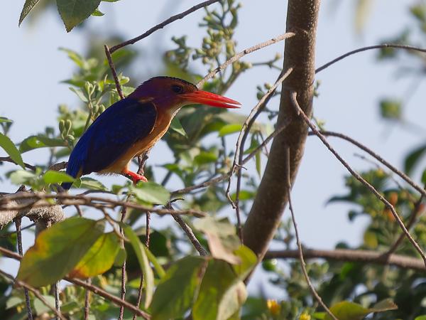 <h3><a href="/trips/tanzania/biota/animalia/chordata/aves/037 coraciiformes/003 alcedinidae/ispidina picta/ispidina picta-nl.html">Ispidina&nbsp;picta</a> / African&nbsp;pygmy&nbsp;kingfisher / Afrikaanse&nbsp;dwergijsvogel</h3>OM-1 Mark II met OLYMPUS M.150-400mm F4.5, 1/2000 sec  bij F4.5, ISO 250, afstand 15.9&nbsp;m